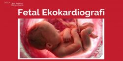 fetal ekokardiografi nedir