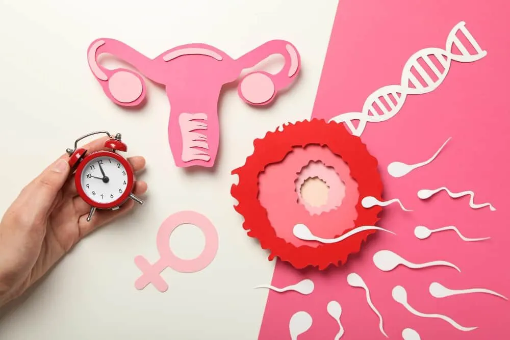 Yumurtlama (Ovülasyon) Belirtileri Nelerdir? Gün Gün Belirtiler ve Hamile Kalma Rehberi